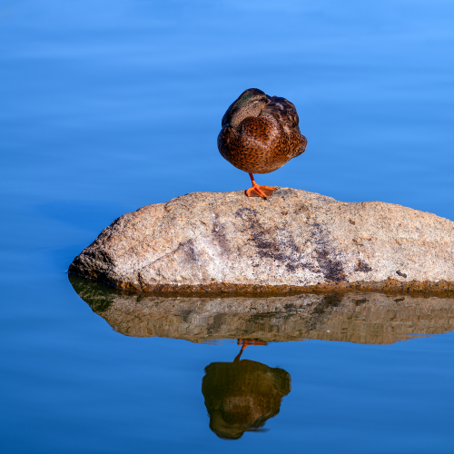 Mallard duck standing on a rock