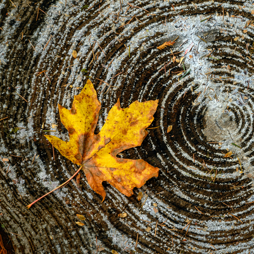 Autumn leaf on a tree trunk
