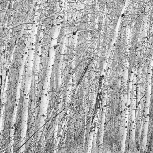 Just Trees