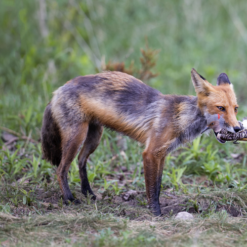 Red Fox Catch Northern Flicker Woodpecker