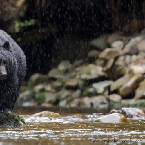 Rainy day bear