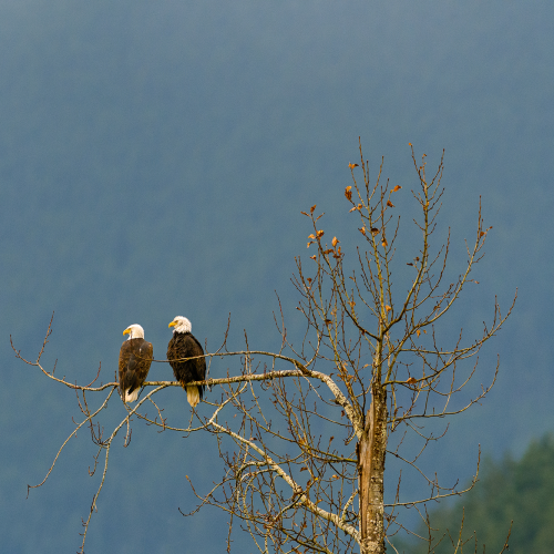 A juvenile Bald Eagle bothering its parrents