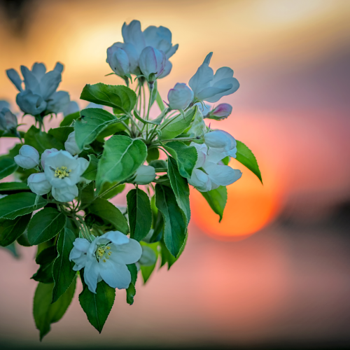 blooming
