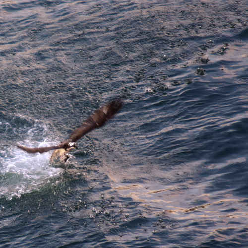 Osprey Captures Fish