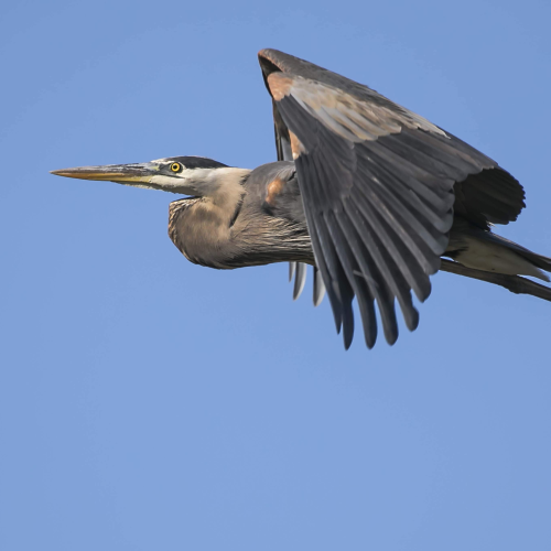 Soaring Giants