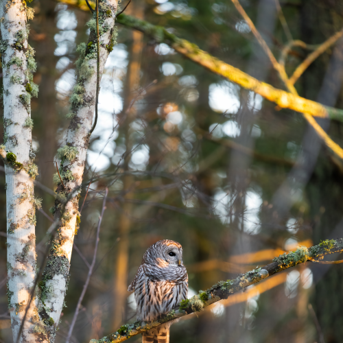 Barred Owl