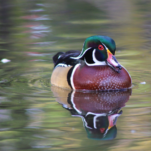 Male wood duck- Fauna of fall 
