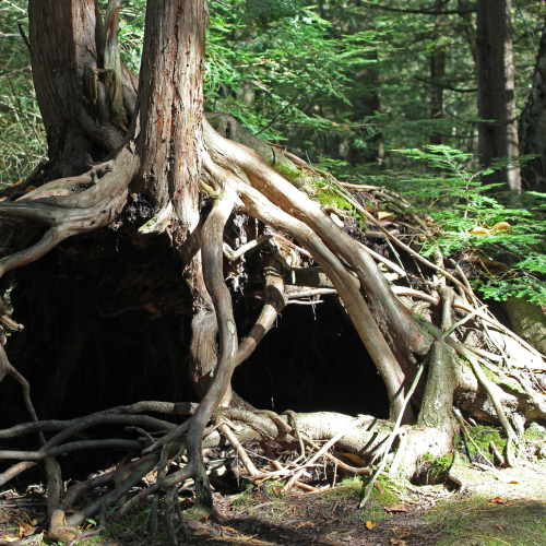 Cedar root cave