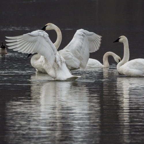 Trumpeter Swans