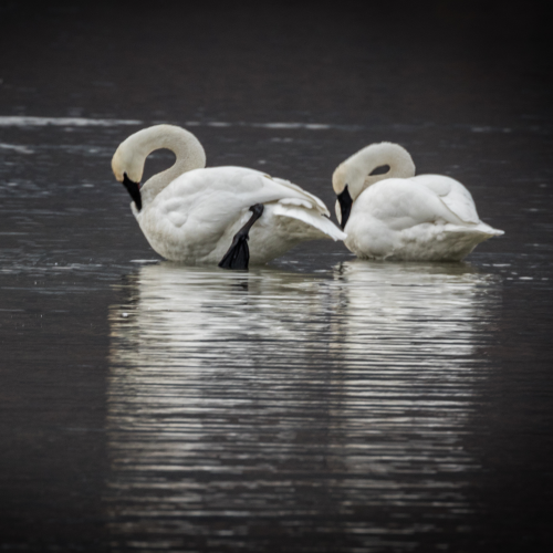 Trumpeter Swans