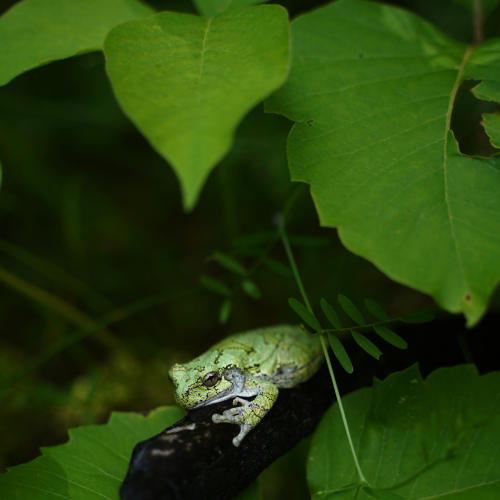 Gray Tree Frog