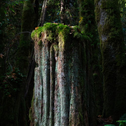 Old Giant