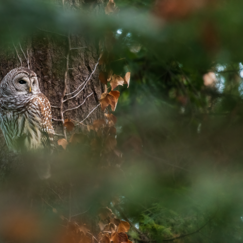 Owl