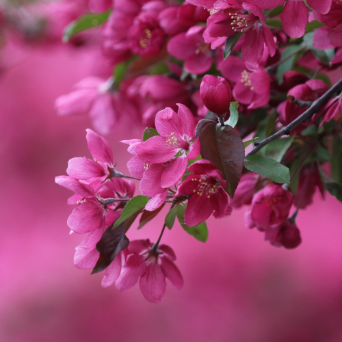Glorios spring fragrance