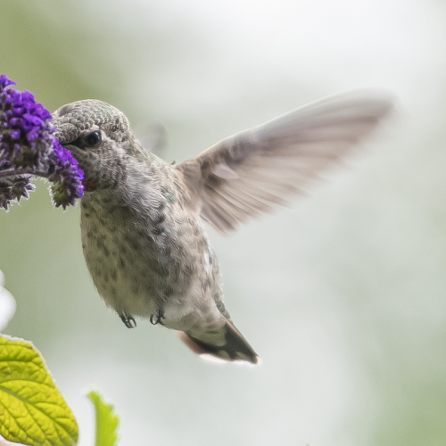 Hummingbird