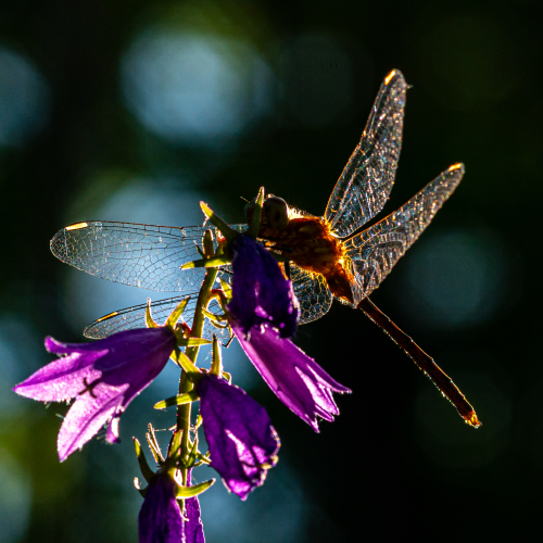 Dragonfly at Sunset