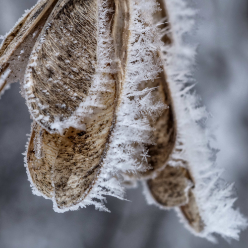 Christmas hoar frost with hiding snowflake
