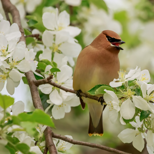 Cedar waxwing in a blossoming apple tree