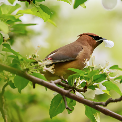Cedar waxwing eating a petal in a blossoming apple tree
