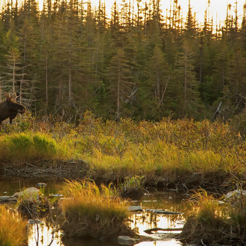 Young male moose at sunset