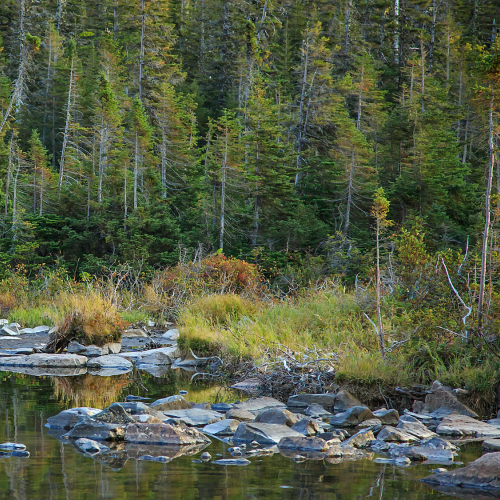 Young male moose at sunset with reflection