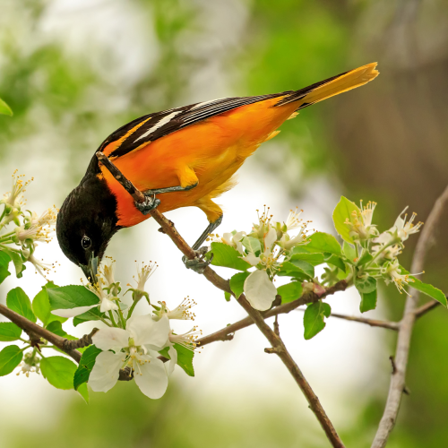 Male Baltimore oriole drinking nectar on a blossoming apple tree