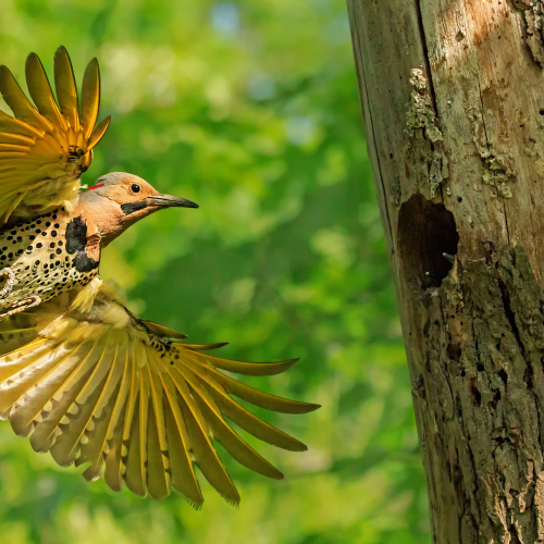 Male Northern flicker landing on its nest