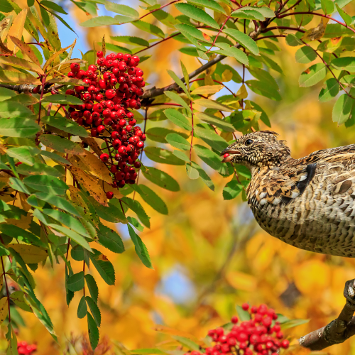 Female Spruce grouse feeding on mountain ash berries in the Fall