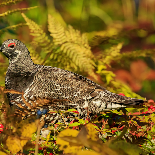 Male Spruce grouse in the Fall