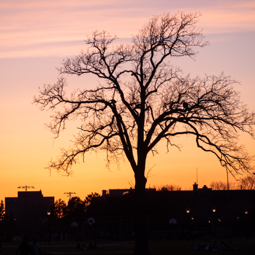 Sunset in Montreal