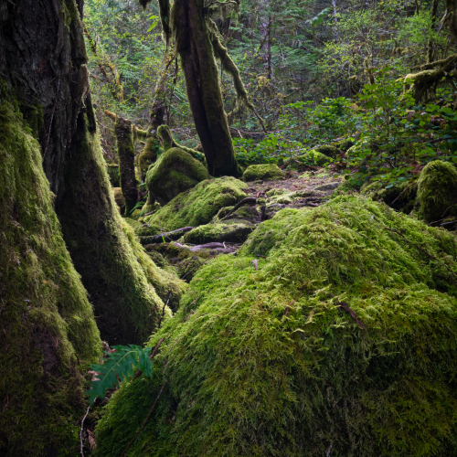 Old man of the forest