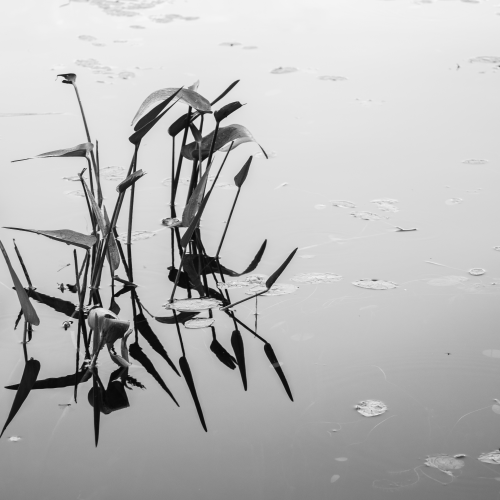 Water Reflection