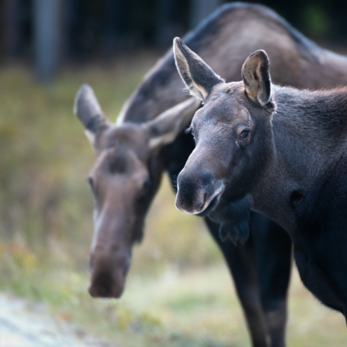 Moose
