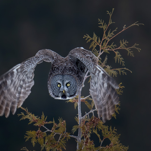 Great Gray owl