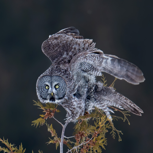 Great Gray owl