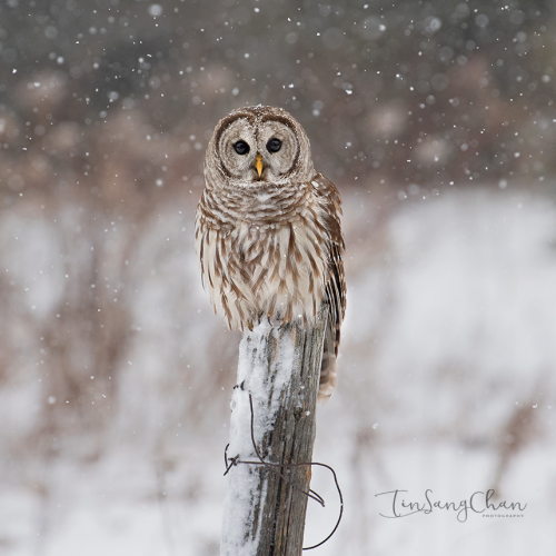 Barred Owl