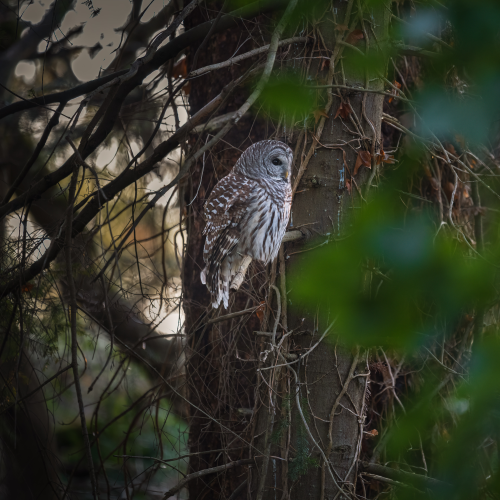 Barred Owl