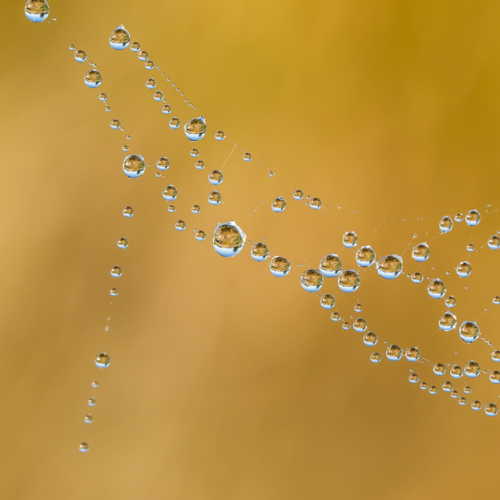 Water Droplets on Spider Web