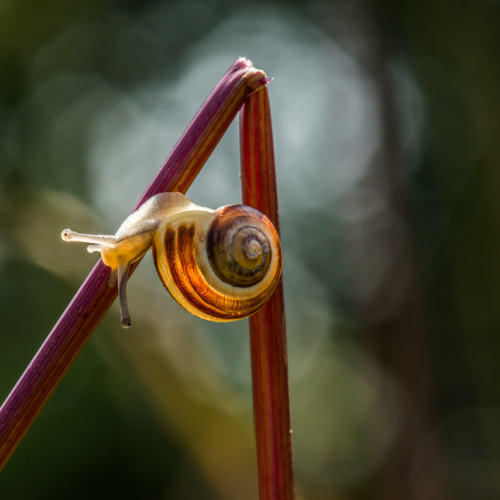 Snail Rounding the Corner