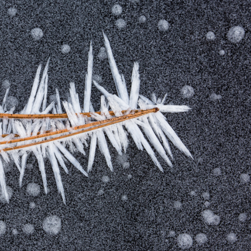 Hoar Frost on Fallen Pine Needles