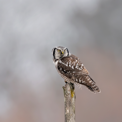 perched on tree top