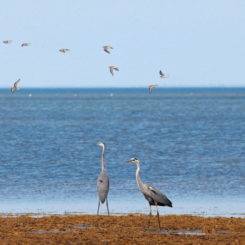 Bird Watching Birds