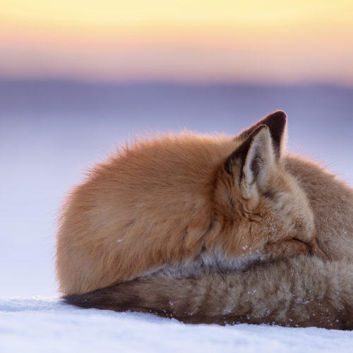 Sleepyhead