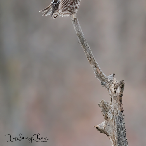 Northern Hawk owl Looking For Prey 