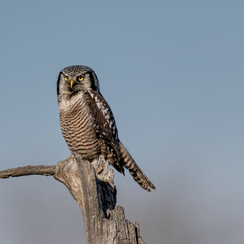 Northern Hawk owl Looking 