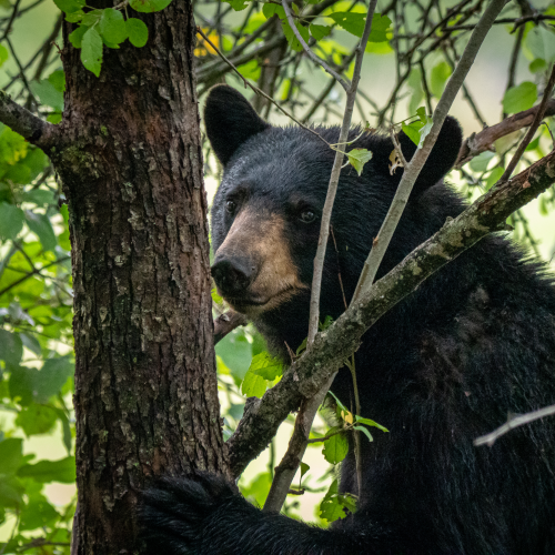 Female black bear