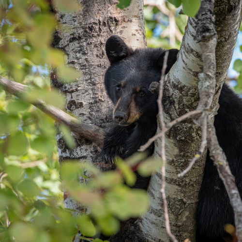 Black bear