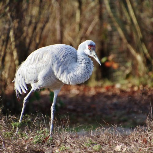 Sandhill Crane