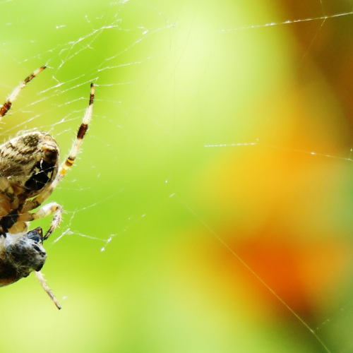 Spider and Prey