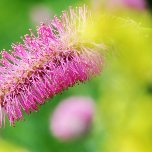 Summer Bloom